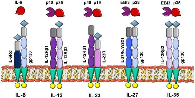 https://cdn.ncbi.nlm.nih.gov/pmc/blobs/e96b/11724803/2eb193a14588/10238_2025_1562_Fig1_HTML.jpg
