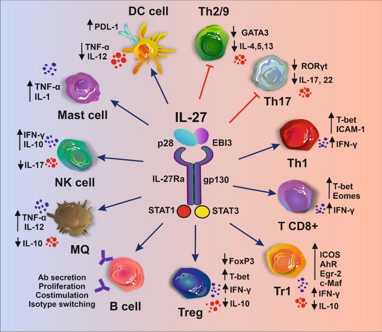 https://cdn.ncbi.nlm.nih.gov/pmc/blobs/e96b/11724803/96ef36702ffd/10238_2025_1562_Fig2_HTML.jpg