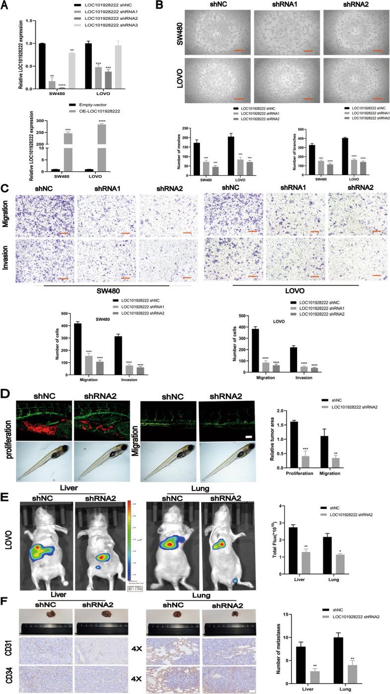 https://cdn.ncbi.nlm.nih.gov/pmc/blobs/e96e/11223299/3e8ed05fbfcb/13046_2024_3095_Fig2_HTML.jpg