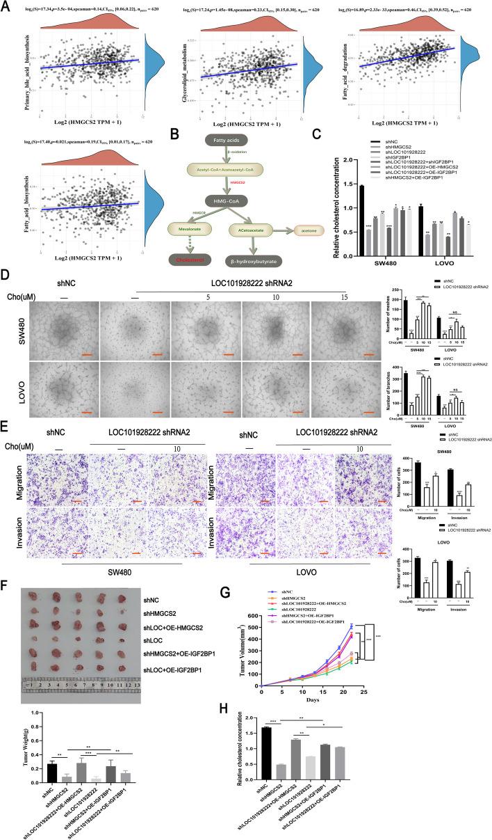 https://cdn.ncbi.nlm.nih.gov/pmc/blobs/e96e/11223299/8fe63ae4008d/13046_2024_3095_Fig7_HTML.jpg