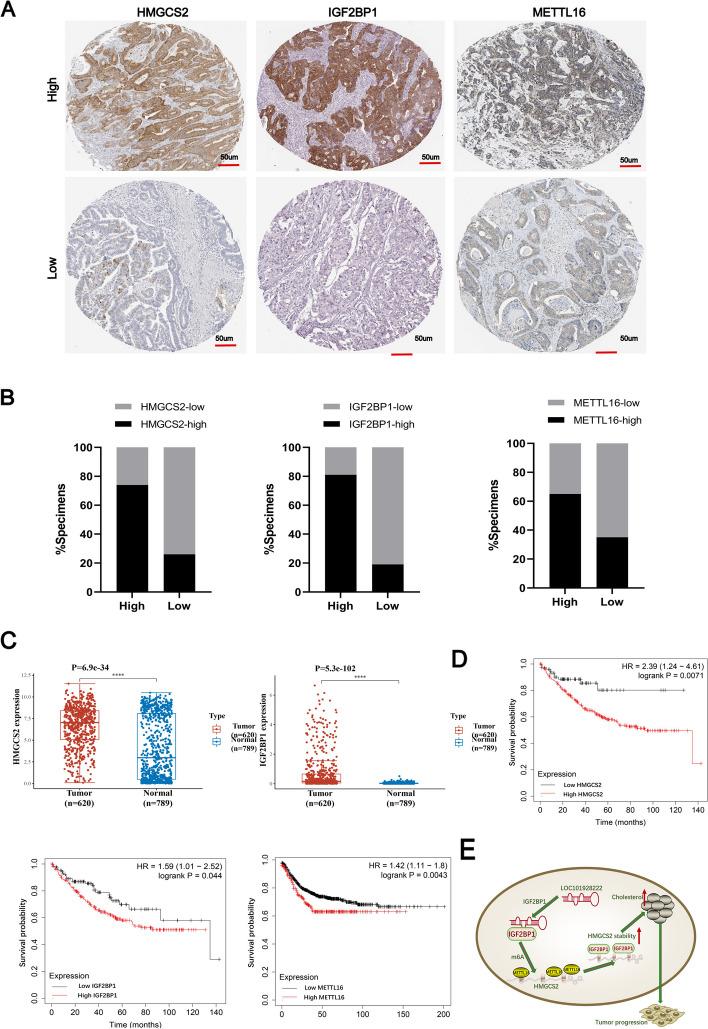 https://cdn.ncbi.nlm.nih.gov/pmc/blobs/e96e/11223299/9363d628aa8e/13046_2024_3095_Fig8_HTML.jpg