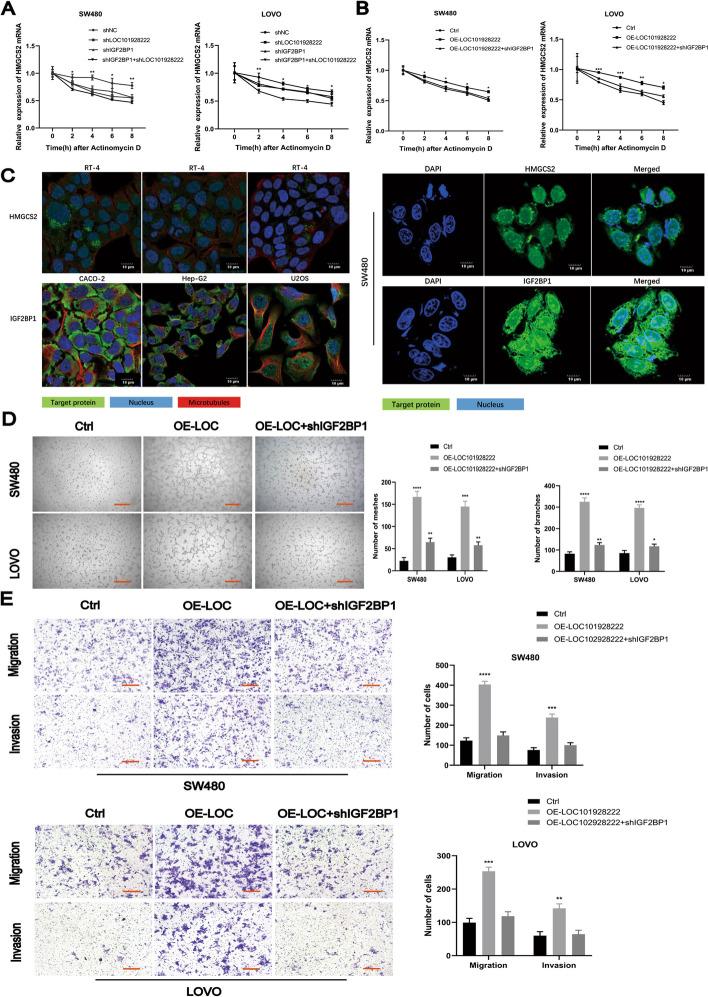 https://cdn.ncbi.nlm.nih.gov/pmc/blobs/e96e/11223299/ef4bd35af358/13046_2024_3095_Fig5_HTML.jpg