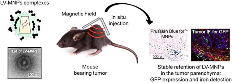 https://cdn.ncbi.nlm.nih.gov/pmc/blobs/e978/5984604/75961139fe0f/13205_2018_1286_Fig12_HTML.jpg
