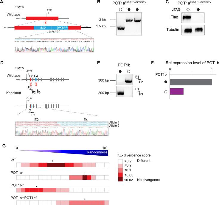 https://cdn.ncbi.nlm.nih.gov/pmc/blobs/e97c/12316455/6dc7b37203cb/elife-106657-fig2-figsupp1.jpg