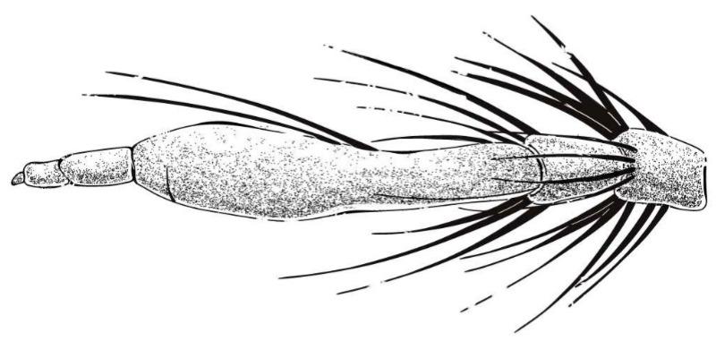 https://cdn.ncbi.nlm.nih.gov/pmc/blobs/e981/12295033/54a3b742706f/insects-16-00722-g009.jpg