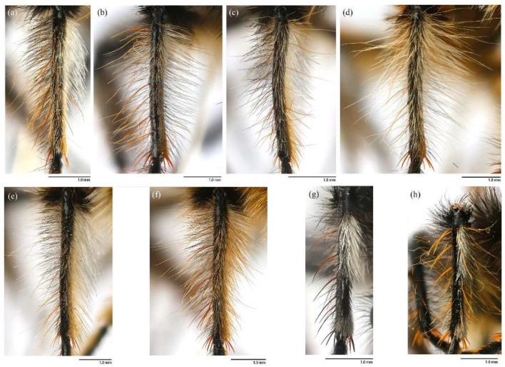 https://cdn.ncbi.nlm.nih.gov/pmc/blobs/e981/12295033/8ff8264ffcf9/insects-16-00722-g003.jpg