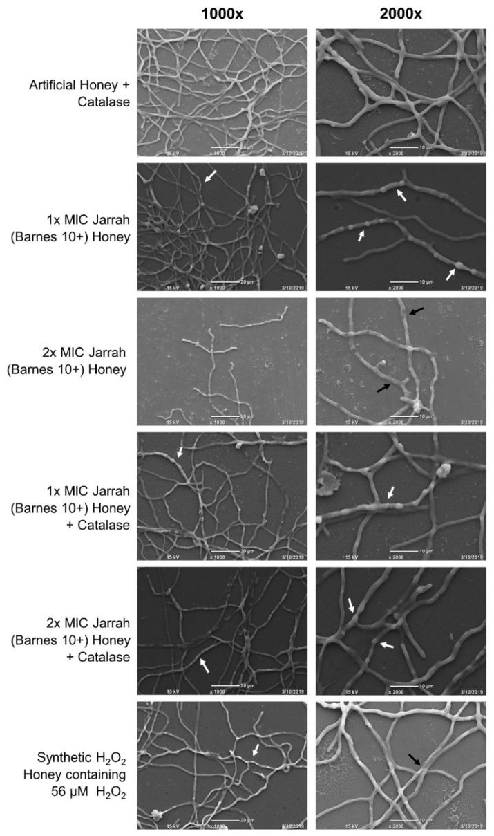 https://cdn.ncbi.nlm.nih.gov/pmc/blobs/e981/7918412/b3f03c0766d3/pathogens-10-00194-g003.jpg