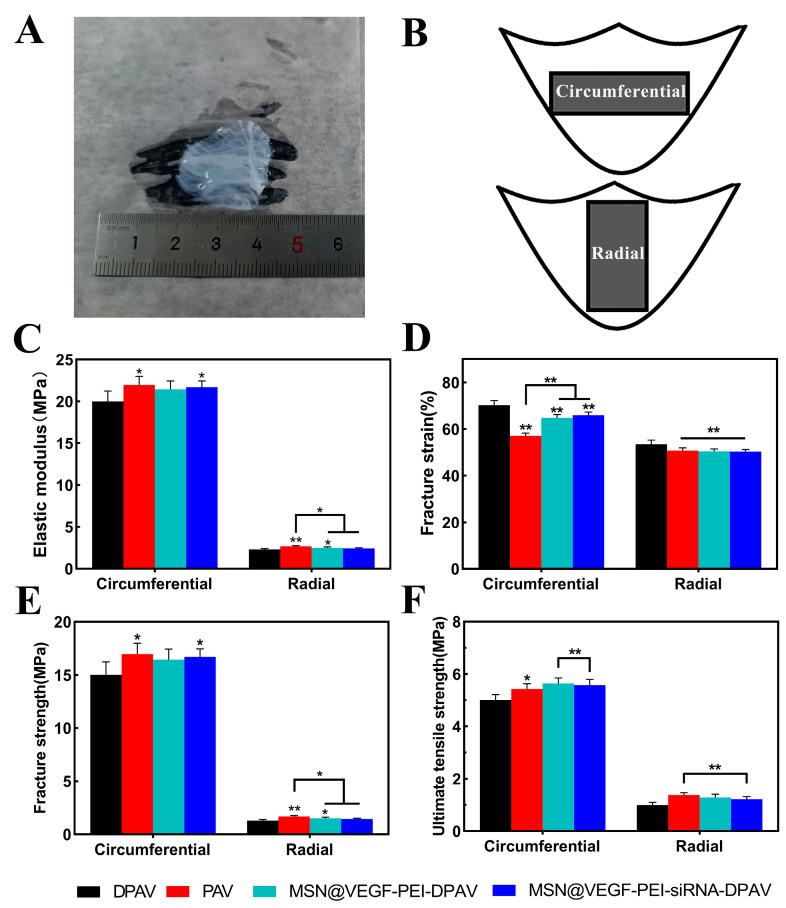 https://cdn.ncbi.nlm.nih.gov/pmc/blobs/e982/10376836/ae1146611c29/bioengineering-10-00859-g006.jpg