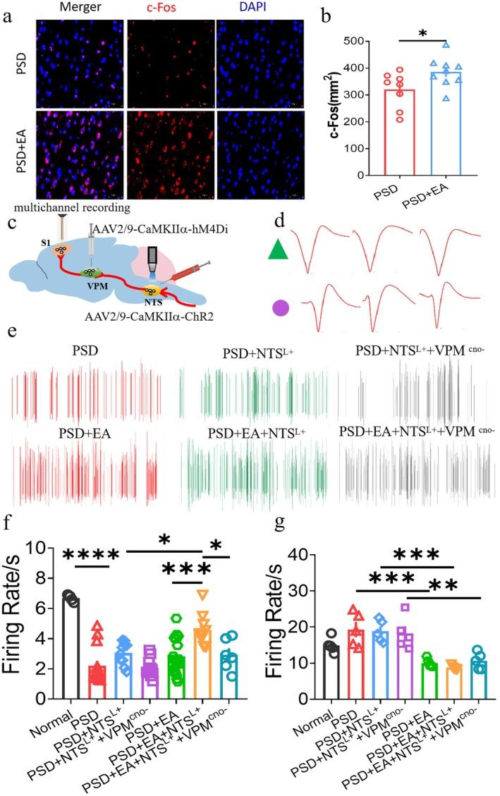 https://cdn.ncbi.nlm.nih.gov/pmc/blobs/e986/12289536/4d3ce61a0002/CNS-31-e70514-g001.jpg