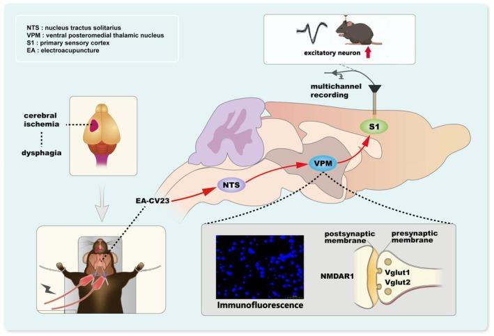 https://cdn.ncbi.nlm.nih.gov/pmc/blobs/e986/12289536/54251ddcab9b/CNS-31-e70514-g005.jpg