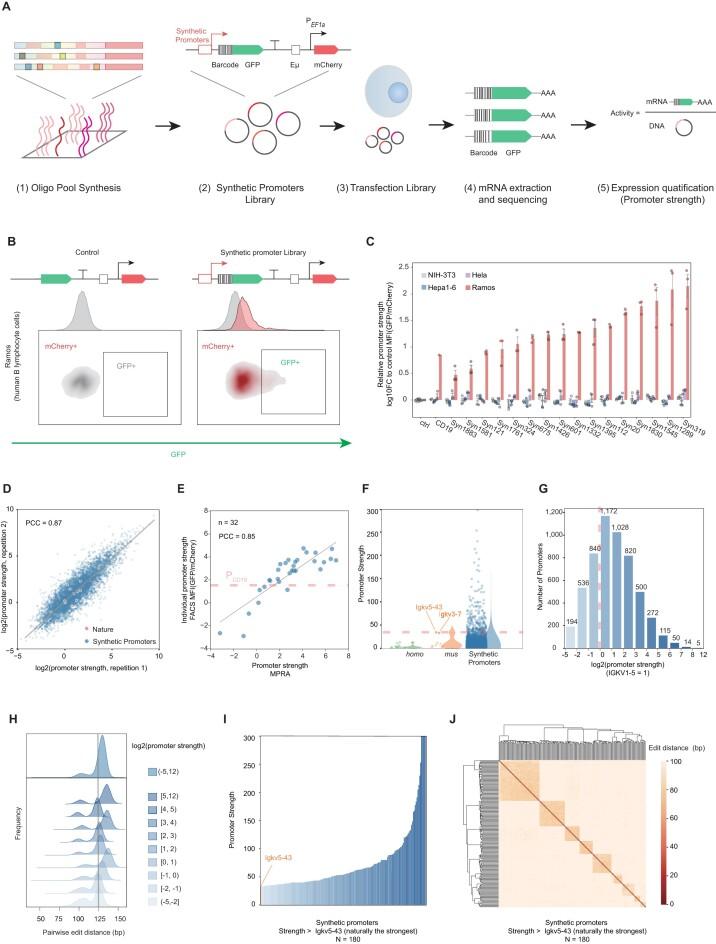 https://cdn.ncbi.nlm.nih.gov/pmc/blobs/e987/10681721/3ceb1237142a/gkad930fig2.jpg