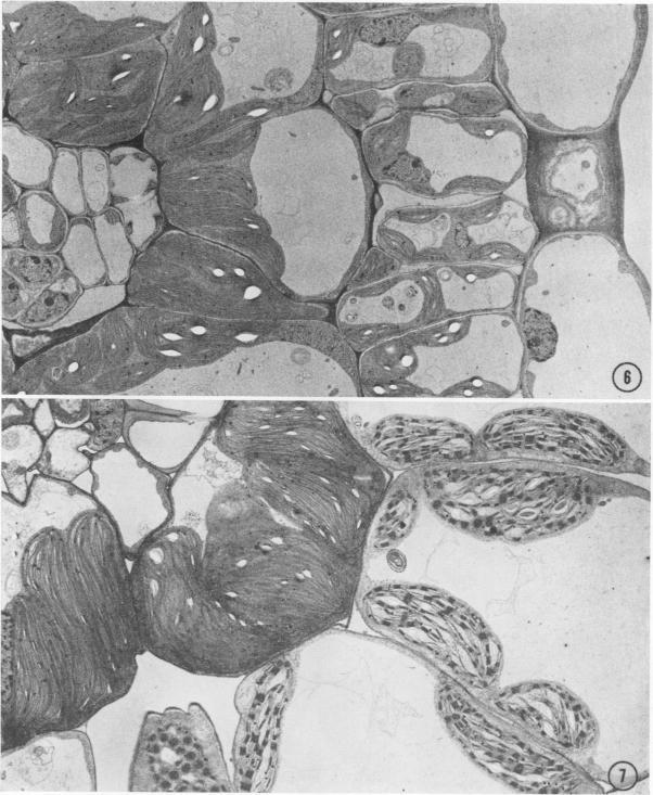 https://cdn.ncbi.nlm.nih.gov/pmc/blobs/e987/365804/287048ef8cbb/plntphys00250-0026-a.jpg