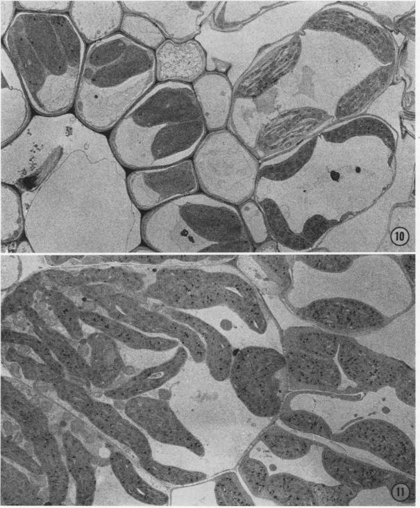 https://cdn.ncbi.nlm.nih.gov/pmc/blobs/e987/365804/848ef033840a/plntphys00250-0028-a.jpg