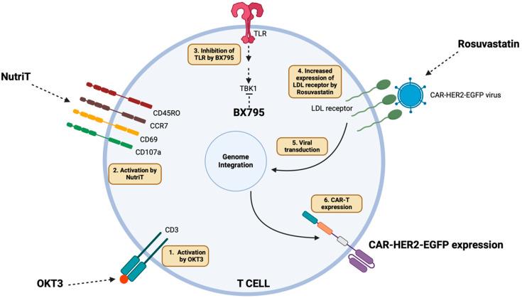 https://cdn.ncbi.nlm.nih.gov/pmc/blobs/e98a/11988885/e7313e7f20e8/ijms-26-02988-g005.jpg