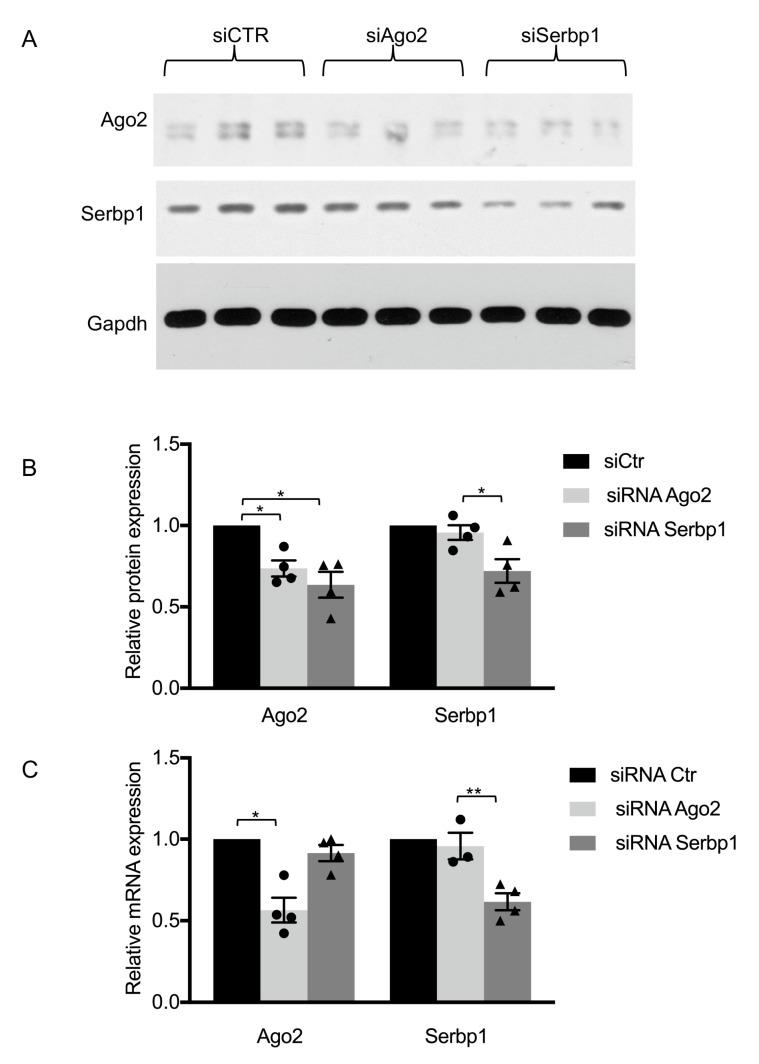 https://cdn.ncbi.nlm.nih.gov/pmc/blobs/e98c/8947033/6fdb7d409dfe/cells-11-01052-g002.jpg