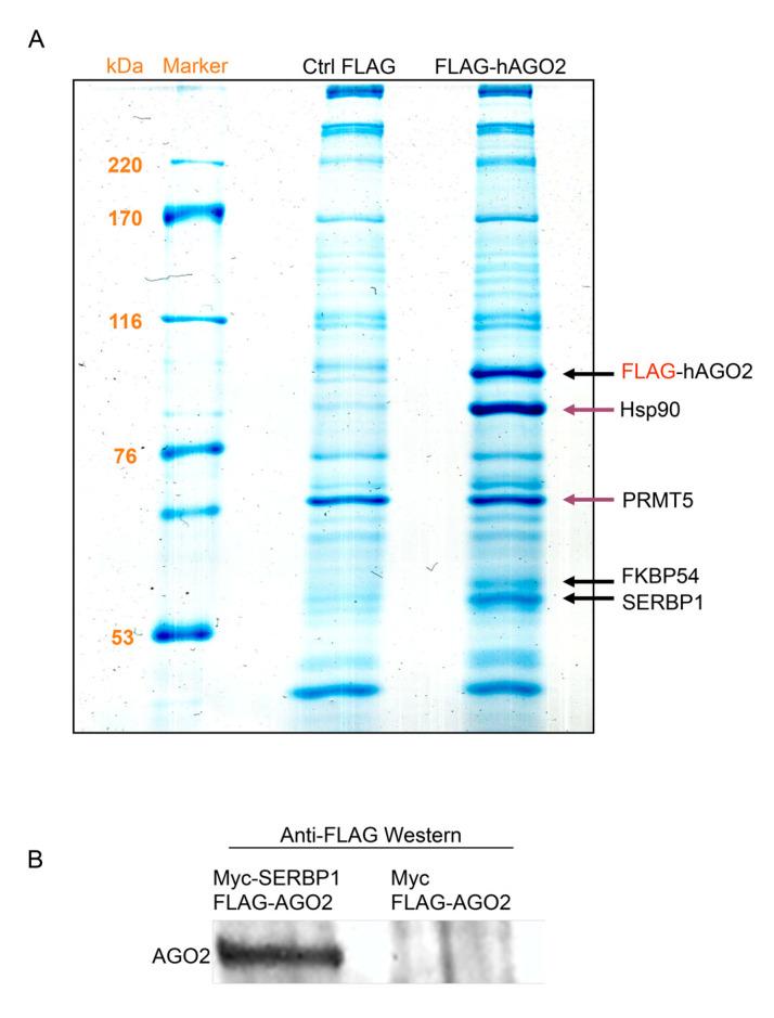 https://cdn.ncbi.nlm.nih.gov/pmc/blobs/e98c/8947033/b7b5684ac37f/cells-11-01052-g001.jpg