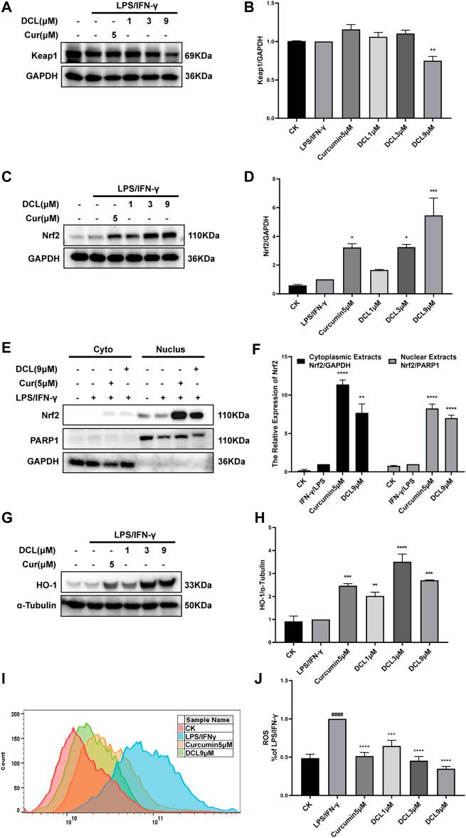 https://cdn.ncbi.nlm.nih.gov/pmc/blobs/e98d/8936814/fb3c6ae4c714/fphar-13-817596-g006.jpg