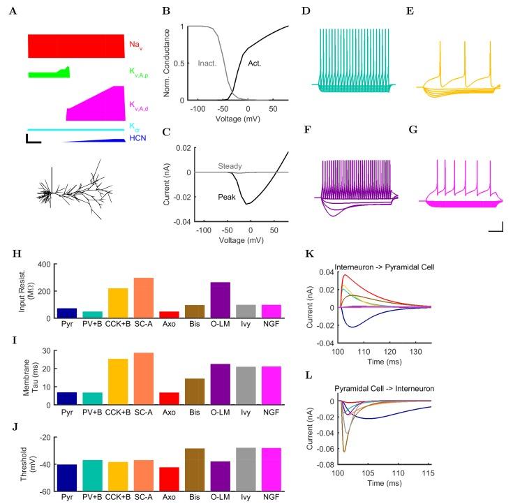 https://cdn.ncbi.nlm.nih.gov/pmc/blobs/e98f/5313080/28101afe4794/elife-18566-fig2.jpg
