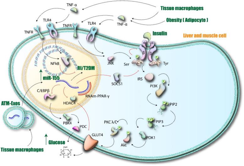 https://cdn.ncbi.nlm.nih.gov/pmc/blobs/e992/12087080/5c1b920e00ea/40001_2025_2618_Fig3_HTML.jpg