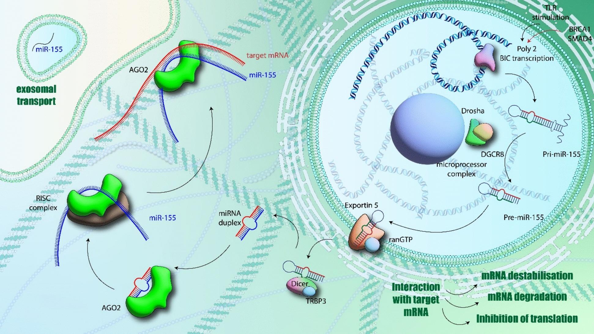 https://cdn.ncbi.nlm.nih.gov/pmc/blobs/e992/12087080/ce5ab65d5876/40001_2025_2618_Fig4_HTML.jpg