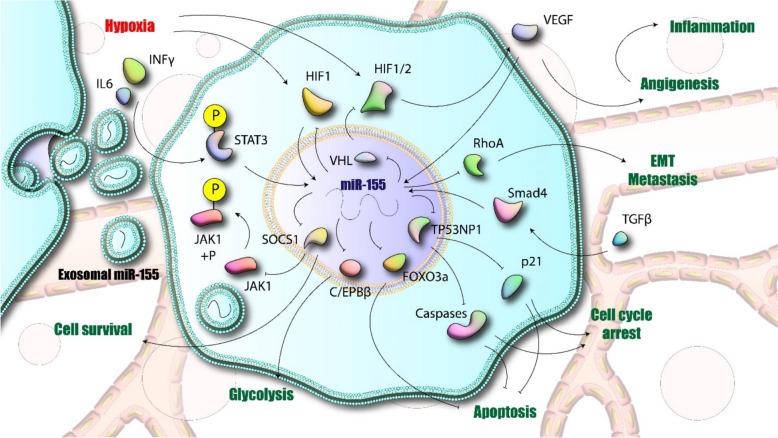 https://cdn.ncbi.nlm.nih.gov/pmc/blobs/e992/12087080/e934a6824c36/40001_2025_2618_Fig2_HTML.jpg