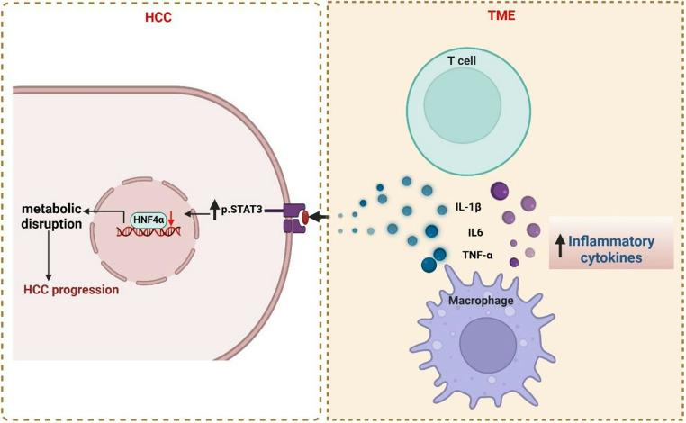https://cdn.ncbi.nlm.nih.gov/pmc/blobs/e992/12238214/1326fe0da69b/13402_2025_1064_Fig6_HTML.jpg