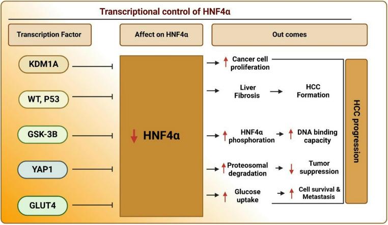 https://cdn.ncbi.nlm.nih.gov/pmc/blobs/e992/12238214/162953a325bd/13402_2025_1064_Fig7_HTML.jpg