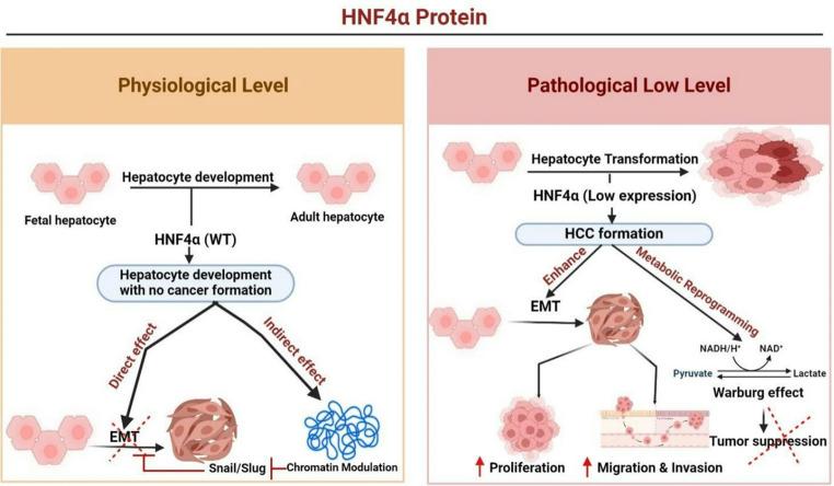 https://cdn.ncbi.nlm.nih.gov/pmc/blobs/e992/12238214/9606e0dfc084/13402_2025_1064_Fig2_HTML.jpg