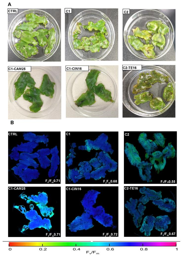 https://cdn.ncbi.nlm.nih.gov/pmc/blobs/e994/10669765/29c62960f843/antioxidants-12-01990-g002.jpg