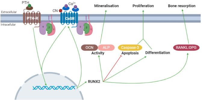 https://cdn.ncbi.nlm.nih.gov/pmc/blobs/e995/10025212/2f5c6b9f6783/223_2023_1062_Fig8_HTML.jpg