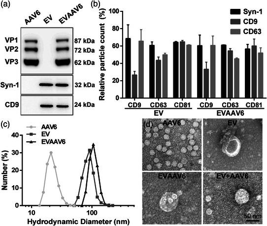 https://cdn.ncbi.nlm.nih.gov/pmc/blobs/e99a/10241173/7703457a159e/JEV2-12-12324-g005.jpg