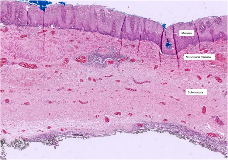 https://cdn.ncbi.nlm.nih.gov/pmc/blobs/e99b/11997689/fb49030f6f49/gr20.jpg