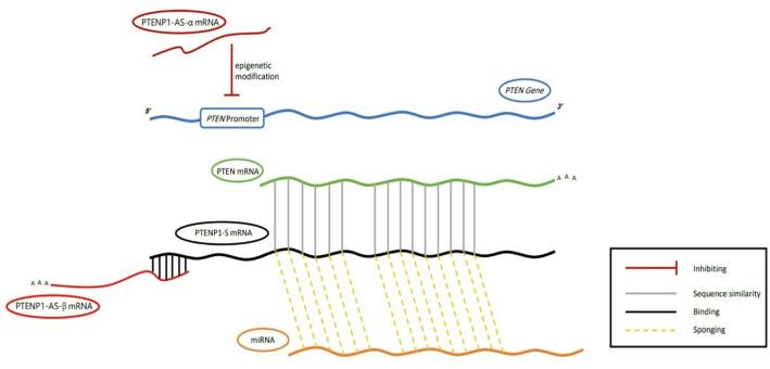 https://cdn.ncbi.nlm.nih.gov/pmc/blobs/e99c/12394115/37484ea02024/12672_2025_3465_Fig3_HTML.jpg