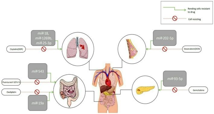https://cdn.ncbi.nlm.nih.gov/pmc/blobs/e99c/12394115/d38ff64cf4bd/12672_2025_3465_Fig6_HTML.jpg