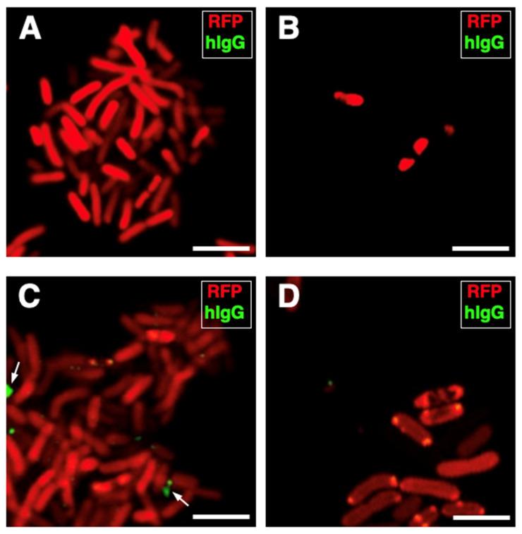 https://cdn.ncbi.nlm.nih.gov/pmc/blobs/e99e/12191162/44cd5aab3d67/cells-14-00880-g004.jpg