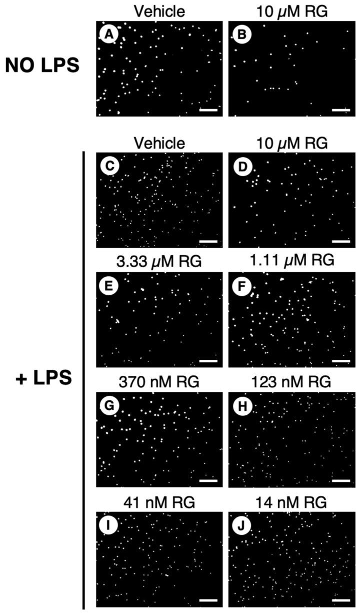 https://cdn.ncbi.nlm.nih.gov/pmc/blobs/e99e/12191162/e36f140858ee/cells-14-00880-g010.jpg
