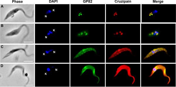 https://cdn.ncbi.nlm.nih.gov/pmc/blobs/e99e/3652755/4fbab90f4a81/1756-3305-6-127-3.jpg