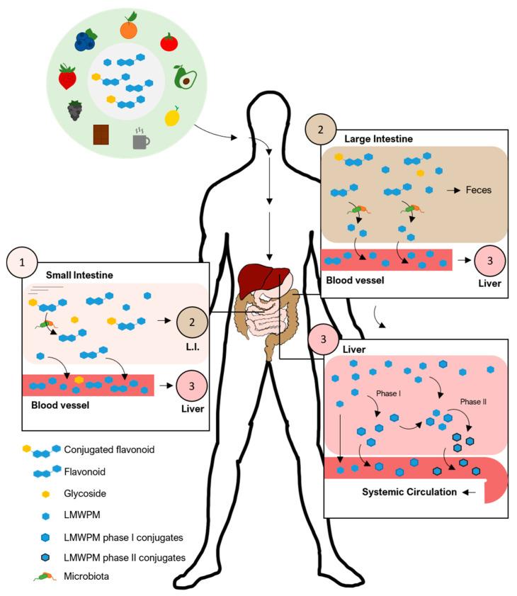 https://cdn.ncbi.nlm.nih.gov/pmc/blobs/e9a0/8464690/255f60955758/nutrients-13-02940-g001.jpg