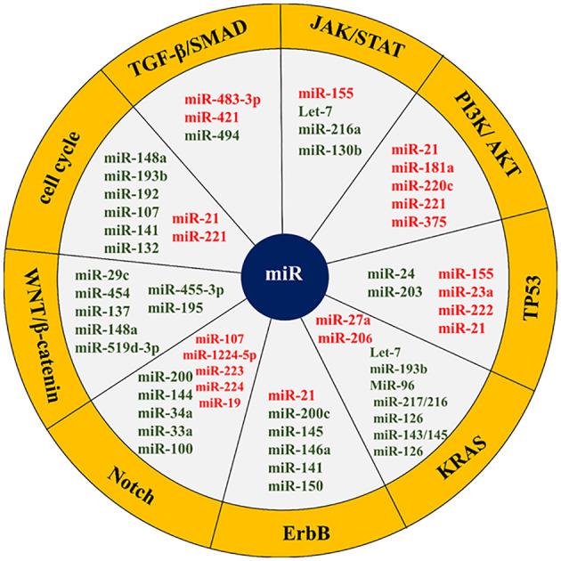 https://cdn.ncbi.nlm.nih.gov/pmc/blobs/e9a1/10978783/34a440f76351/fonc-14-1355064-g004.jpg