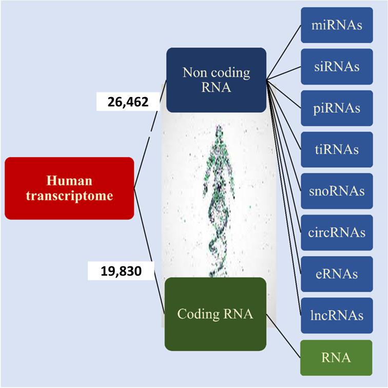 https://cdn.ncbi.nlm.nih.gov/pmc/blobs/e9a1/10978783/f33f1d70fbf4/fonc-14-1355064-g002.jpg