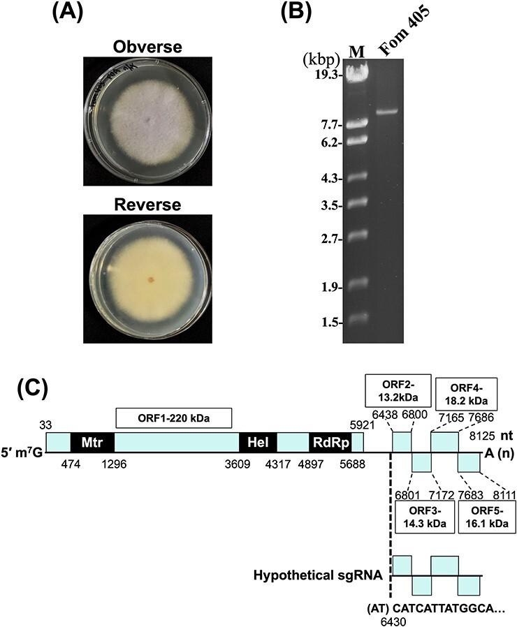 https://cdn.ncbi.nlm.nih.gov/pmc/blobs/e9a3/11654247/ca0623e7ff56/veae093f1.jpg
