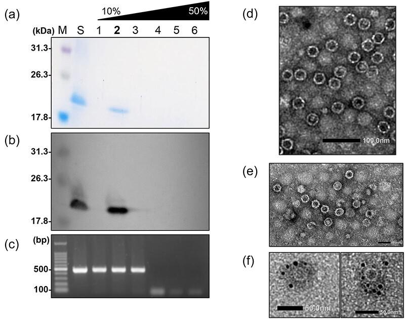 https://cdn.ncbi.nlm.nih.gov/pmc/blobs/e9a3/11654247/dbcdd4b168ab/veae093f3.jpg
