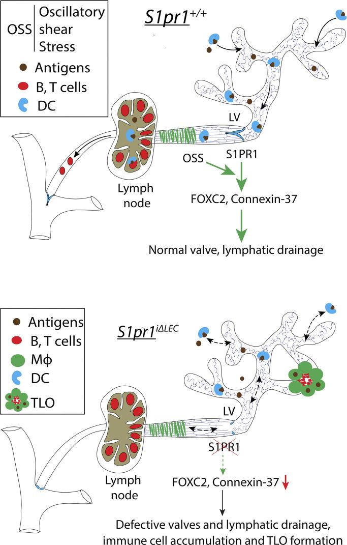 https://cdn.ncbi.nlm.nih.gov/pmc/blobs/e9a3/12247509/81d9fe562aa9/jem_20241799_fig10.jpg