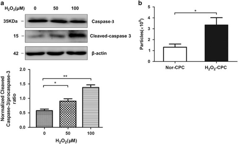 https://cdn.ncbi.nlm.nih.gov/pmc/blobs/e9a3/5143405/642779f2314c/cddis2016181f2.jpg