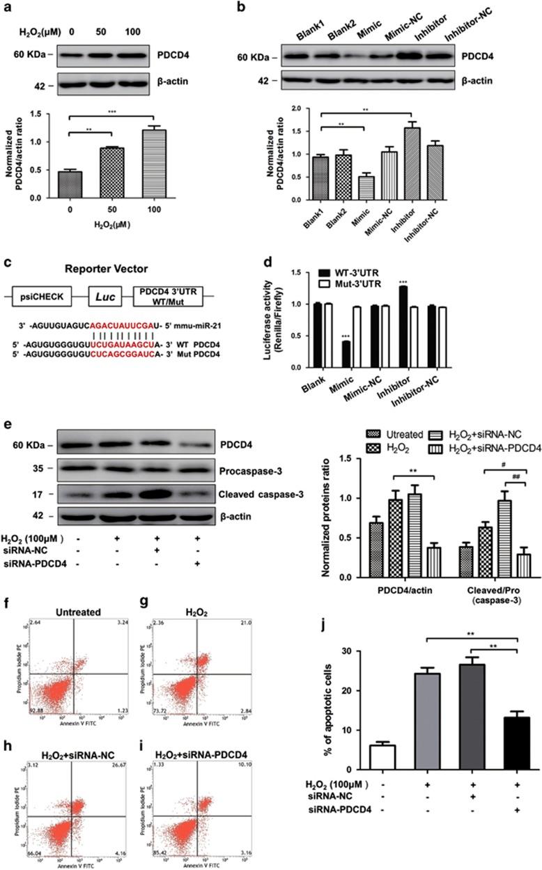https://cdn.ncbi.nlm.nih.gov/pmc/blobs/e9a3/5143405/eab6951b086e/cddis2016181f4.jpg