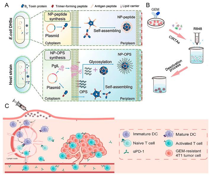 https://cdn.ncbi.nlm.nih.gov/pmc/blobs/e9a6/11767563/8c04da19a87b/nanomaterials-15-00122-g001.jpg