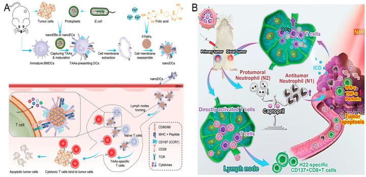 https://cdn.ncbi.nlm.nih.gov/pmc/blobs/e9a6/11767563/ac3e90f0df82/nanomaterials-15-00122-g002.jpg