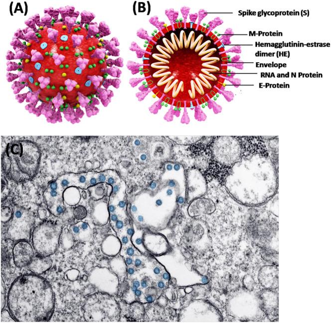 https://cdn.ncbi.nlm.nih.gov/pmc/blobs/e9a6/7492839/f57372bdcc16/gr1_lrg.jpg