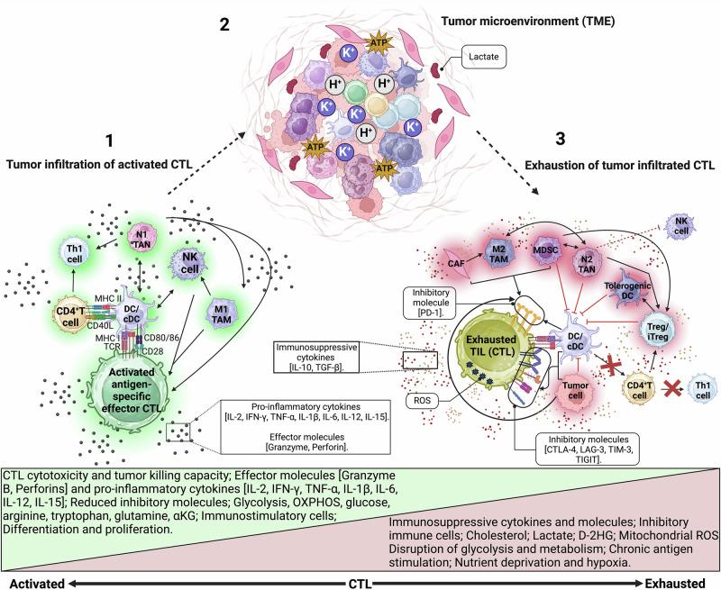 https://cdn.ncbi.nlm.nih.gov/pmc/blobs/e9aa/11982186/6ba13ebbf532/41541_2025_1118_Fig5_HTML.jpg