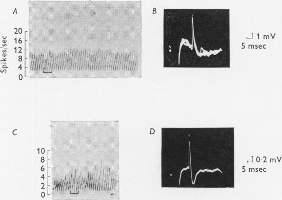 https://cdn.ncbi.nlm.nih.gov/pmc/blobs/e9ac/1351421/673d2adc631f/jphysiol01083-0204-a.jpg